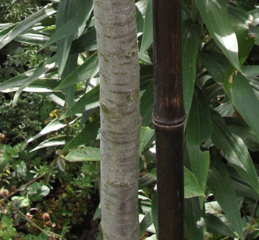 bambus dekoracyjny image 1