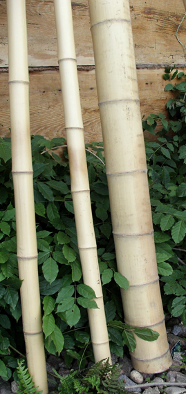 Deko-Bambusrohre natürliche gelbe Farbe
