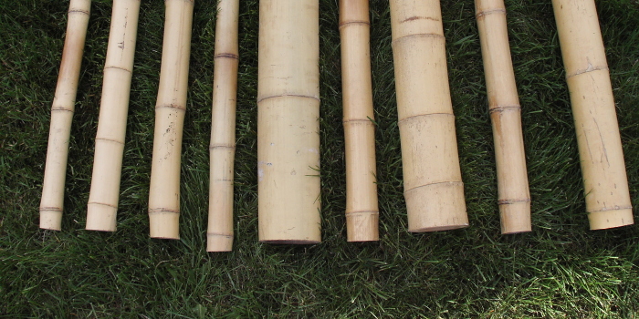 bambus dekoracyjny zolty